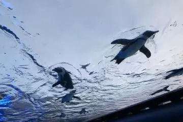Penguins "Fly" Overhead
