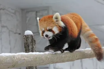 Sapporo Maruyama Zoo 