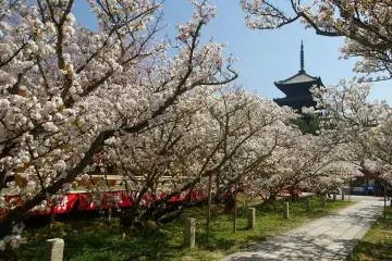 Omuro Cherry Blossom