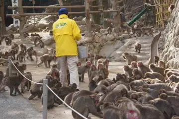 Parc aux singes du Mont Takasaki