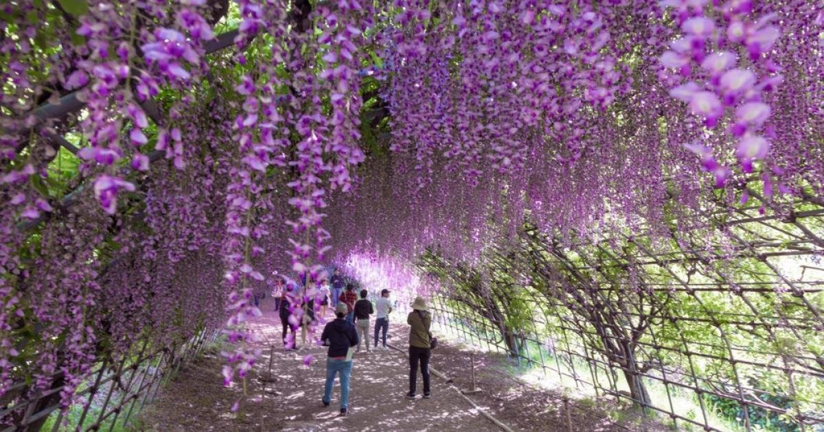 Kawachi Fujien Wisteria Garden - Fukuoka Attractions - Japan Travel
