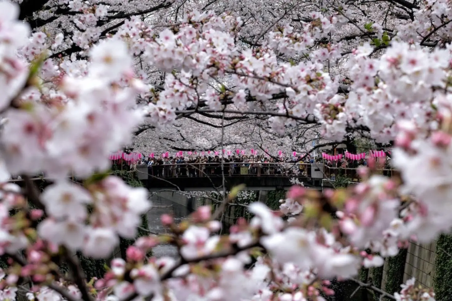 Meguro River - main photo