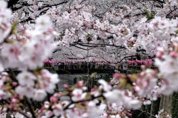 Meguro River