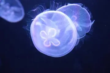 Sumida Aquarium