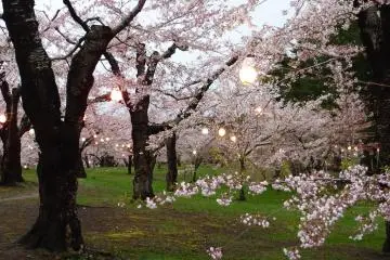 Cherry Blossoms