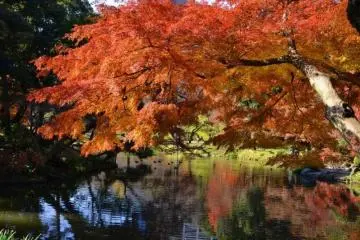 Koishikawa Korakuen Gardens