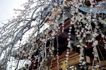 Ume Matsuri