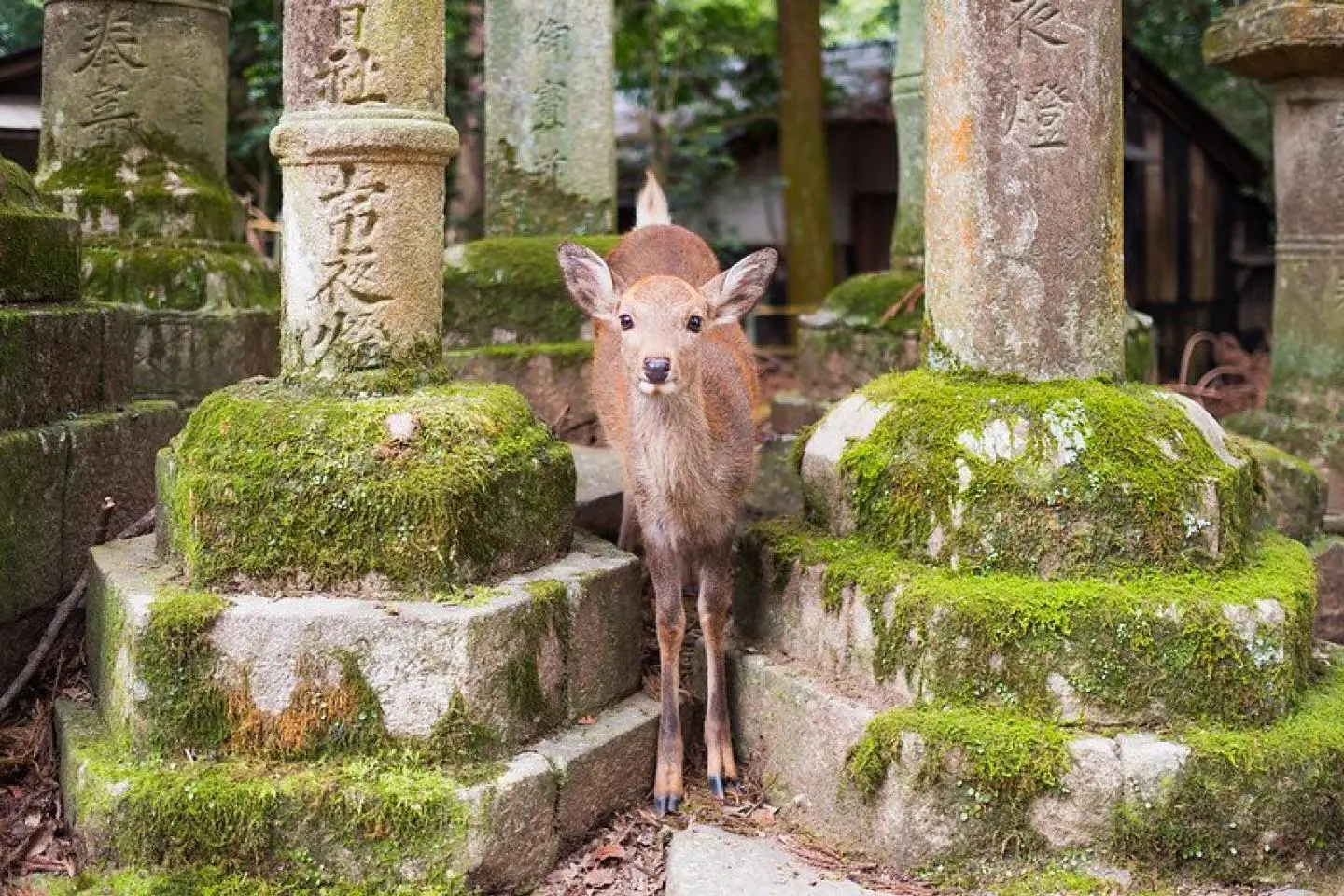 Nara Park - main photo