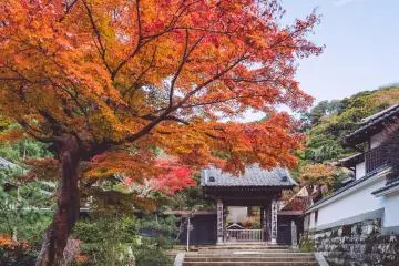 Autumn Leaves