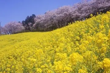 Mother Farm