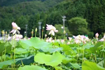 Hanahasu Lotus Park
