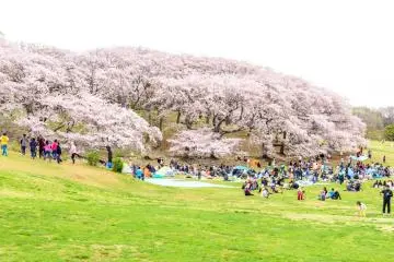  Negishi Forest Park