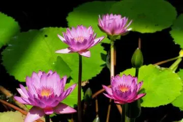 Lotus Pavilion
