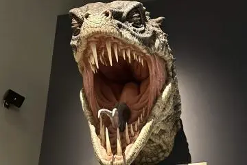 Creature Effects