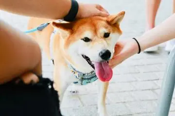Mame Shiba Cafe Harajuku