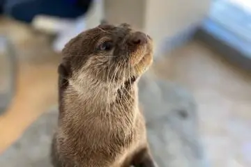 Kawausobiyori: Otter Feeding Experience