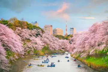 Cherry-blossom viewing at Chidorigafuchi